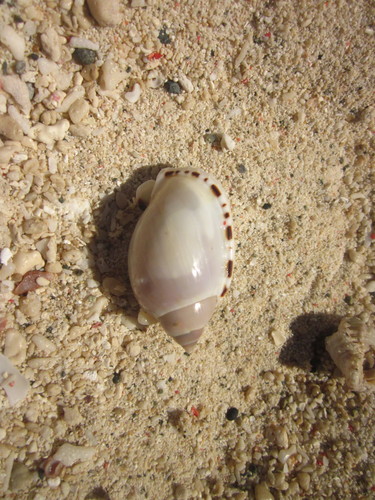 Vibex Bonnet Snail Subspecies Casmaria Erinaceus Vibex · Inaturalist