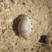 Vibex Bonnet Snail - Photo (c) Liselle Santos, some rights reserved (CC BY-NC-SA), uploaded by Liselle Santos