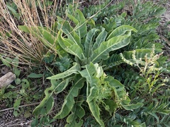 Verbascum speciosum
