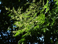 Styphnolobium japonicum