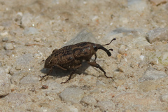 Sphenophorus destructor