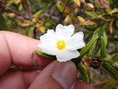 Cistus monspeliensis image