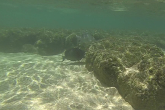 Acanthurus leucopareius