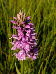 Dactylorhiza praetermissa junialis