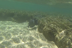 Acanthurus leucopareius