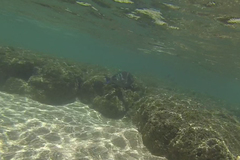 Acanthurus leucopareius