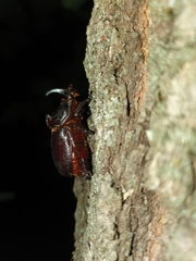Oryctes nasicornis