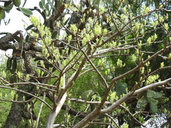 Bursera bipinnata