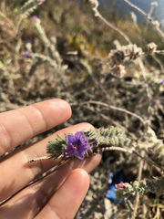 Echium angustifolium