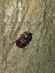 Oryctes nasicornis