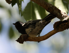 Melaniparus albiventris
