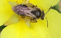 Simandrena