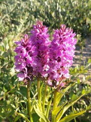 Dactylorhiza praetermissa junialis