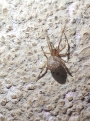 Theridiidae