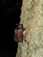 Oryctes nasicornis