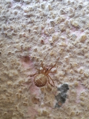 Theridiidae
