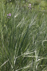 Hesperostipa spartea