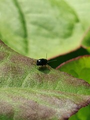 Chrysomelidae