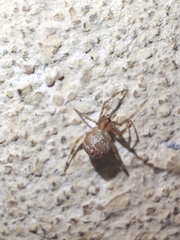 Theridiidae