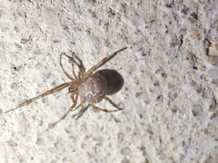 Theridiidae