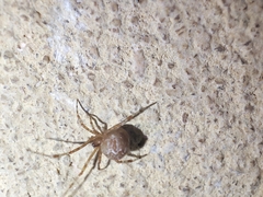 Theridiidae