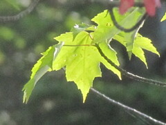 Acer rubrum image