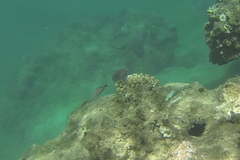 Acanthurus nigrofuscus