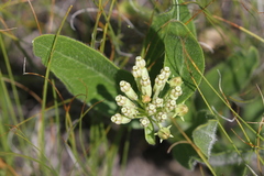 Asclepias lanuginosa