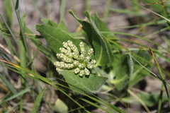 Asclepias lanuginosa