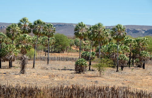 Carnauba wax palm (Copernicia prunifera)