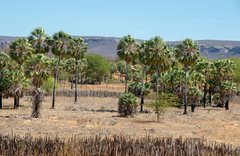 Copernicia prunifera
