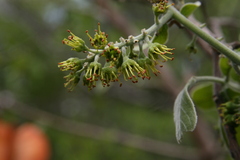 Combretum zeyheri