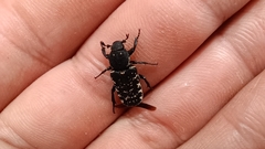 Genuchinus velutinus