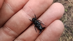 Genuchinus velutinus