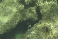 Acanthurus nigrofuscus