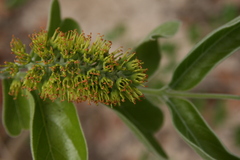 Combretum zeyheri