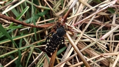 Genuchinus velutinus