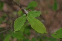 Ochna cinnabarina