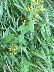 Hypericum hirsutum