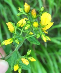 Hypericum hirsutum