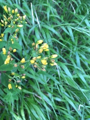 Hypericum hirsutum
