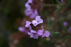 Erysimum linifolium