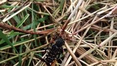 Genuchinus velutinus