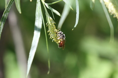 Andrena andrenoides