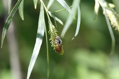 Andrena andrenoides