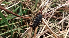 Genuchinus velutinus