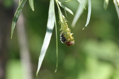 Andrena andrenoides