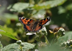 Aglais urticae
