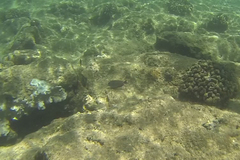 Acanthurus nigrofuscus