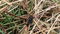 Genuchinus velutinus